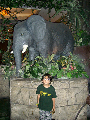 Elephant 